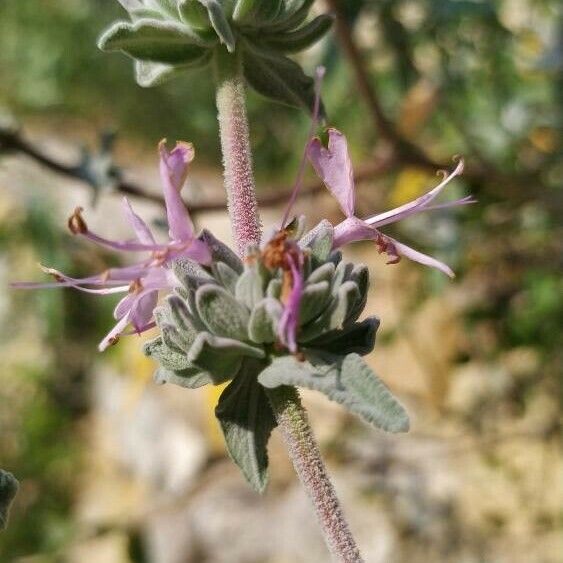 Salvia leucophylla Květ