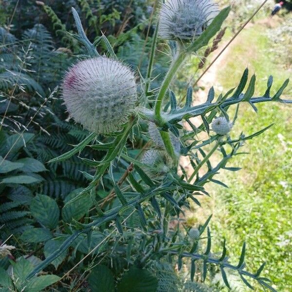 Cirsium eriophorum ശീലം