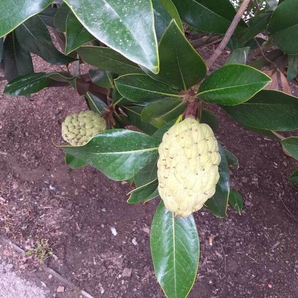 Magnolia grandiflora Frucht