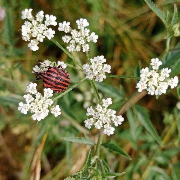 Torilis arvensis Fiore