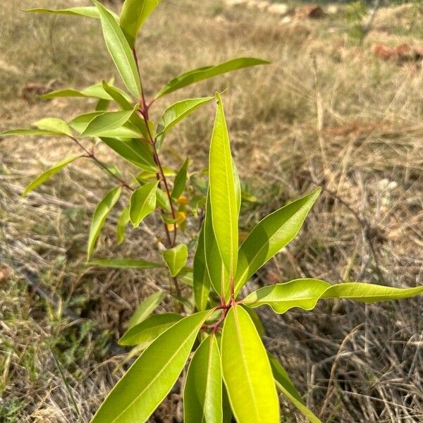 Syzygium jambos পাতা