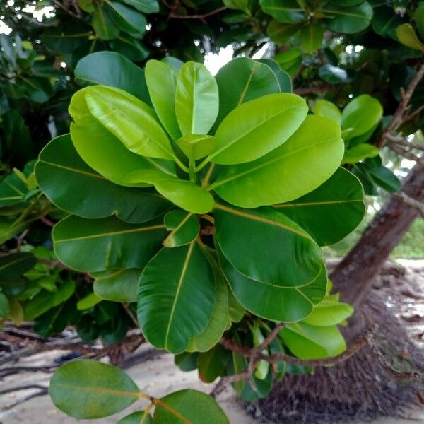 Calophyllum inophyllum Leaf