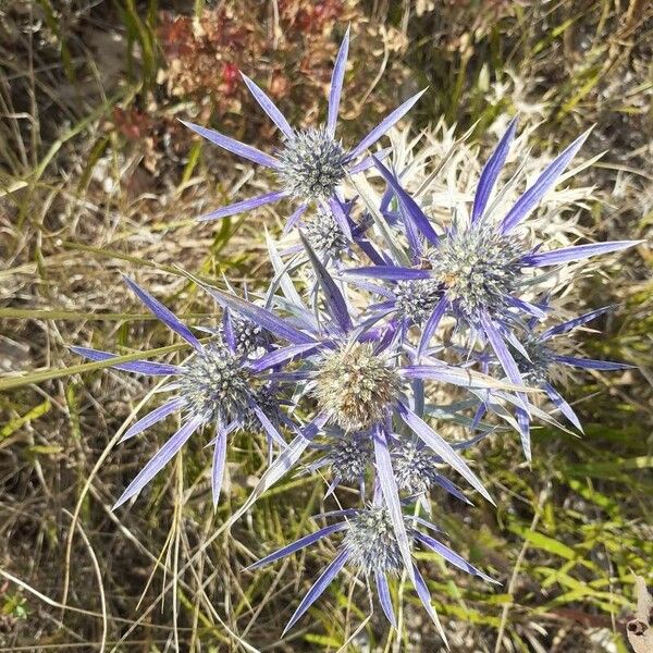 Eryngium bourgatii Květ