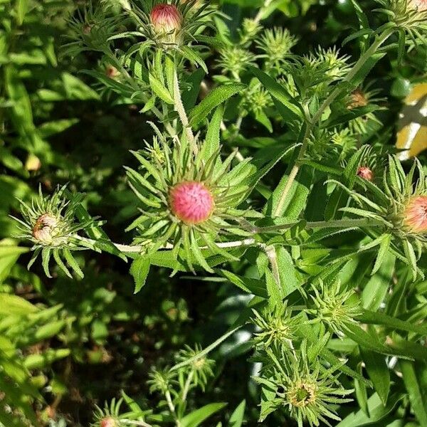 Symphyotrichum novae-angliae Kukka