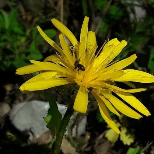 Crepis pyrenaica Цветок