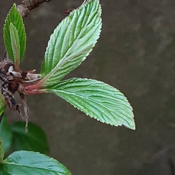 Viburnum × bodnantense 葉