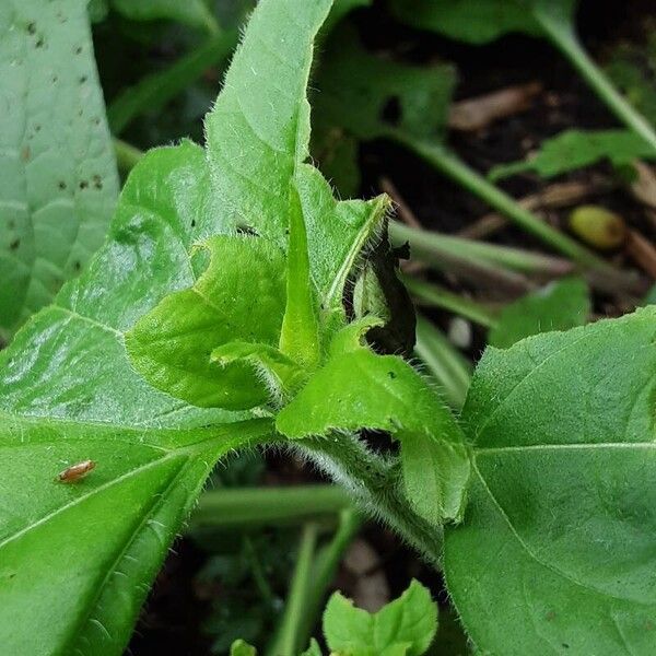 Tithonia rotundifolia Листок