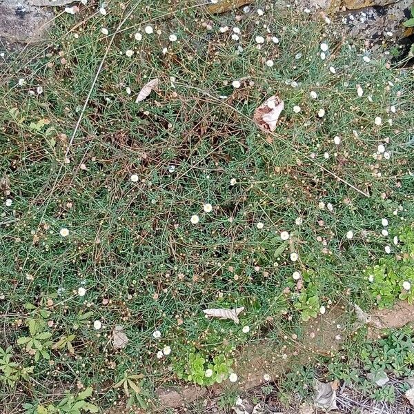 Erigeron karvinskianus Συνήθη χαρακτηριστικά