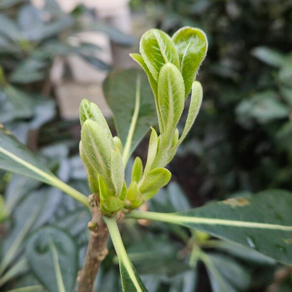 Pittosporum heterophyllum Прочее