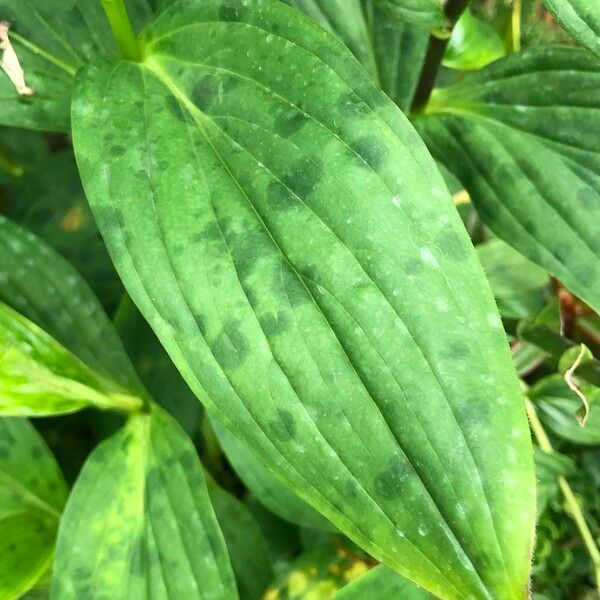 Tricyrtis formosana 葉