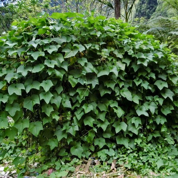 Ipomoea alba Habitus