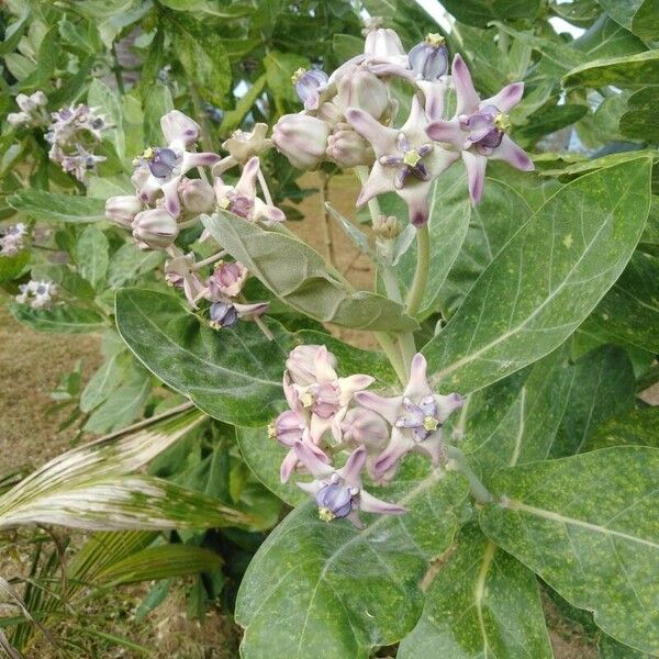 Calotropis gigantea Blüte