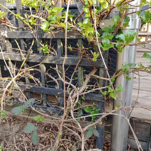 Hydrangea macrophylla Habit