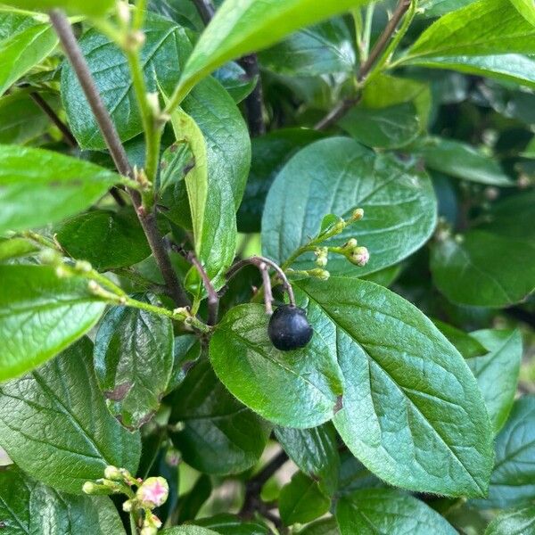 Cotoneaster acutifolius Фрукт