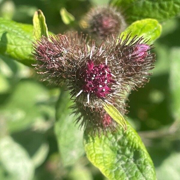 Arctium minus ᱵᱟᱦᱟ