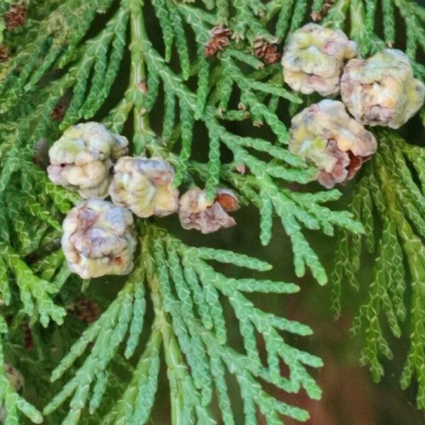 Chamaecyparis lawsoniana Fruit