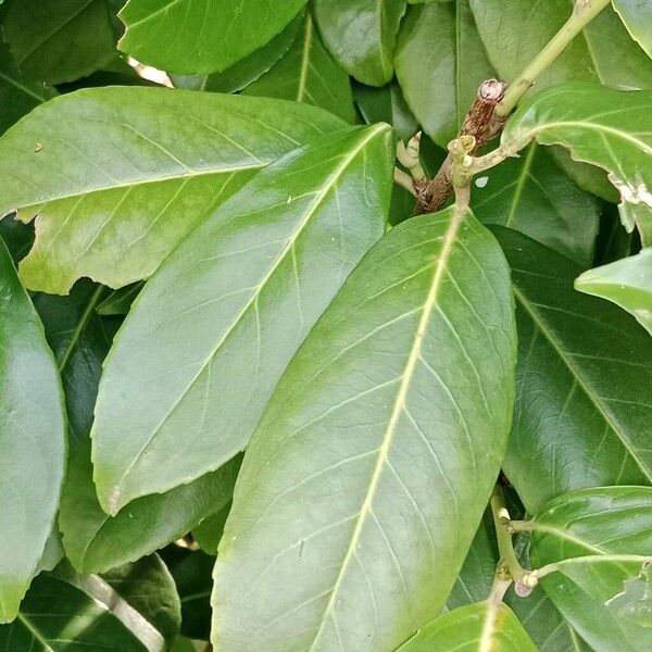 Prunus laurocerasus برگ