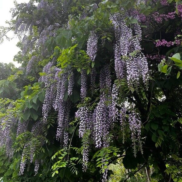 Wisteria floribunda Flower