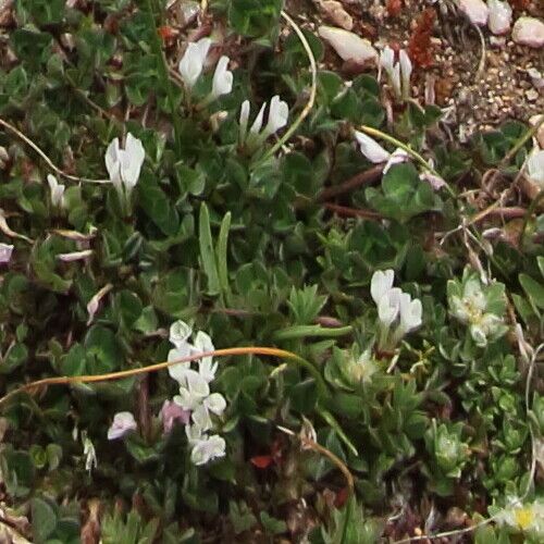 Trifolium subterraneum Kwiat