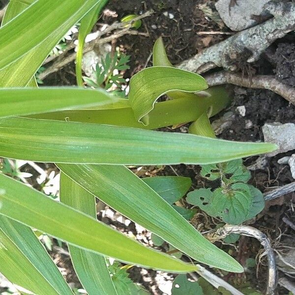 Lilium pyrenaicum Folha