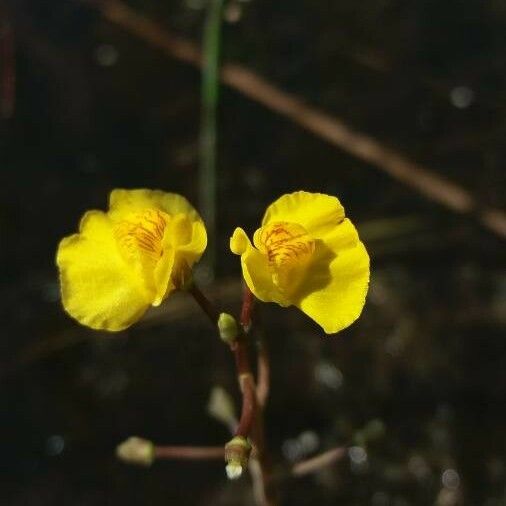 Utricularia vulgaris Kukka