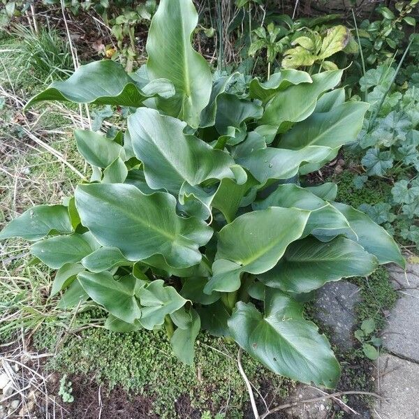 Calla palustris Blatt