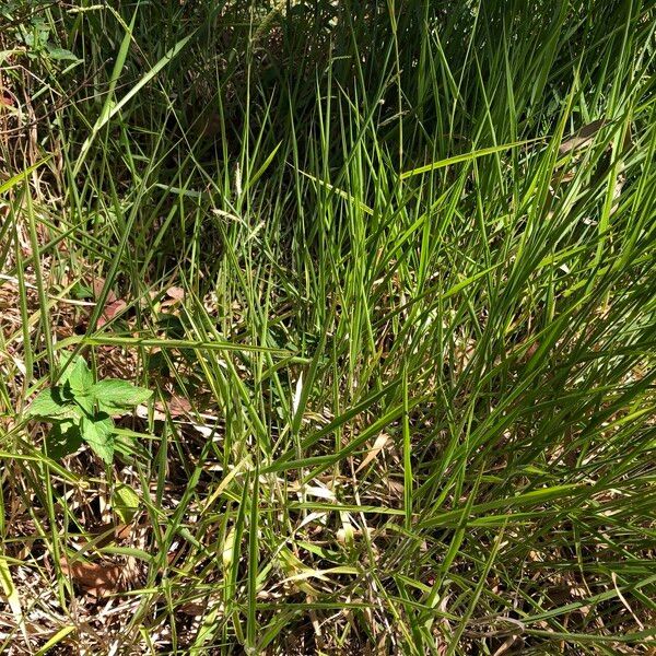 Urochloa eminii Natur