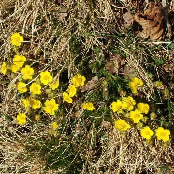 Potentilla pedata Flor