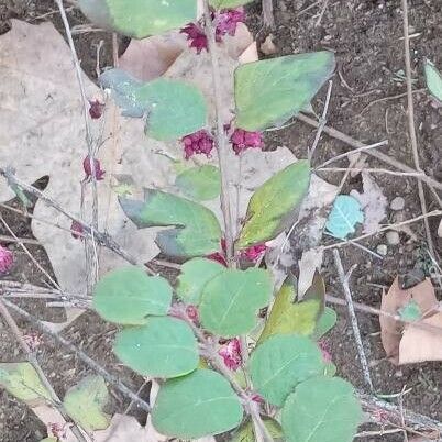 Symphoricarpos orbiculatus List