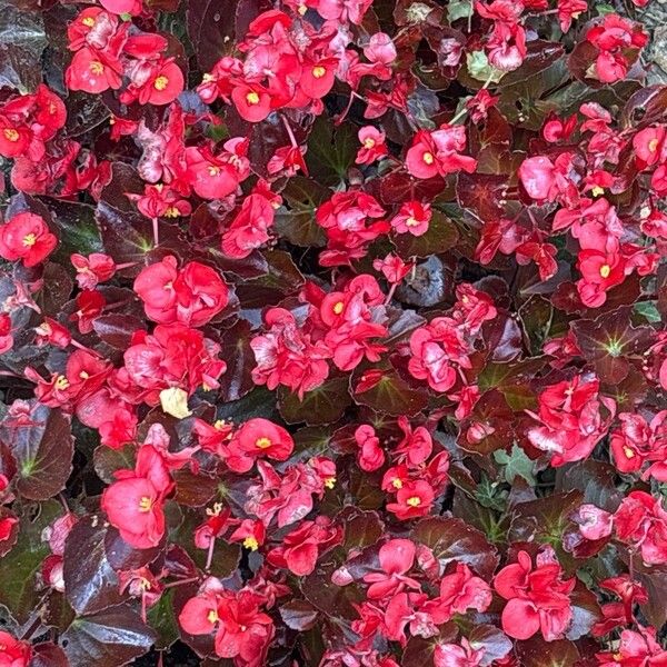 Begonia cucullata Flower