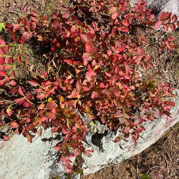 Vaccinium myrtillus Leaf