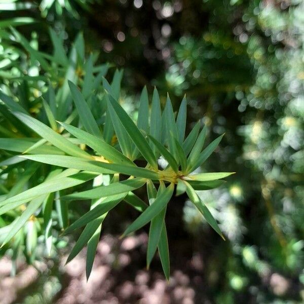 Podocarpus nubigenus ഇല