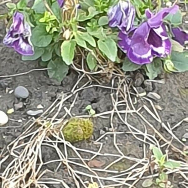 Viola cornuta Bloem