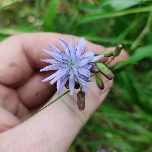 Lactuca sibirica 花