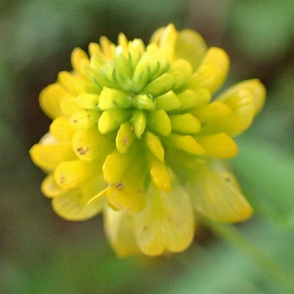 Trifolium aureum Кветка