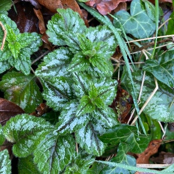 Lamium galeobdolon Leht