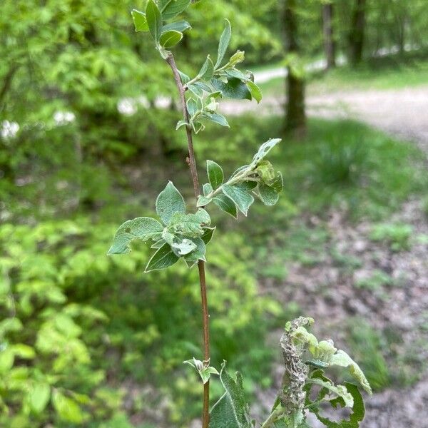 Salix aurita Blatt
