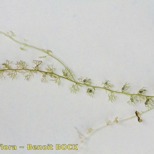 Utricularia ochroleuca Ostatní