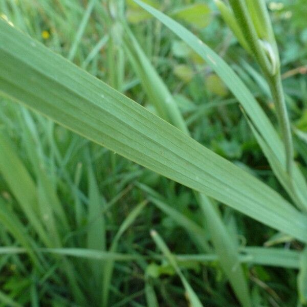 Gladiolus italicus Лист