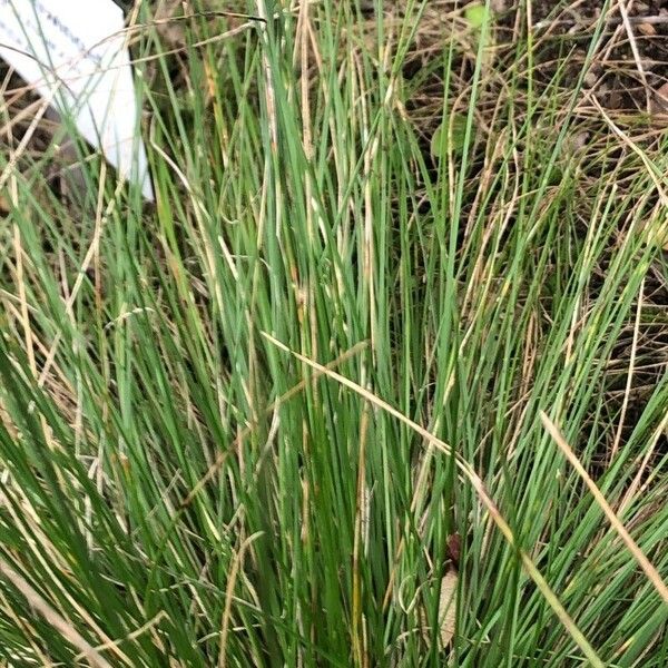 Festuca rupicola Frunză