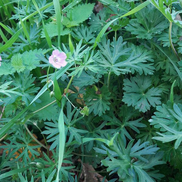 Geranium columbinum ശീലം