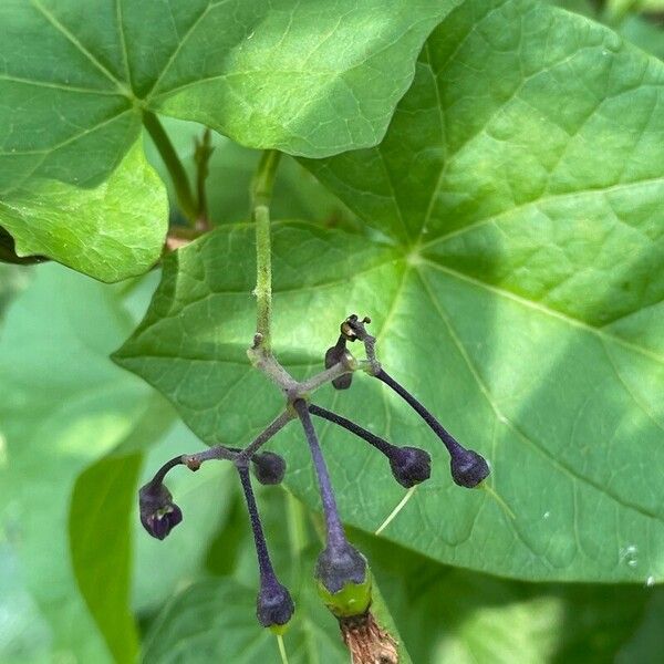 Solanum dulcamara Virág