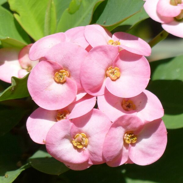 Euphorbia lophogona Flower