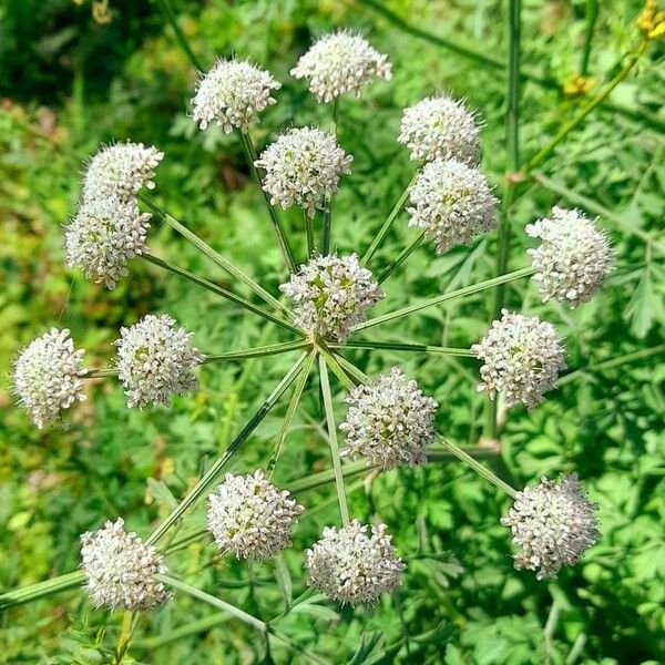 Oenanthe crocata Blüte