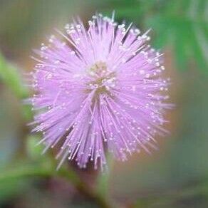 Mimosa pudica Цвят