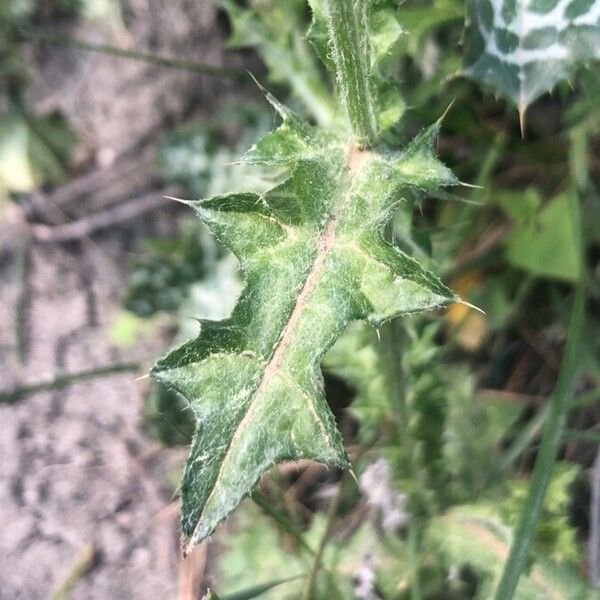 Carduus pycnocephalus Leaf