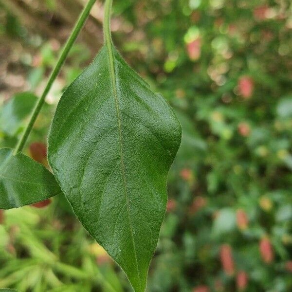 Justicia brandegeeana Leaf