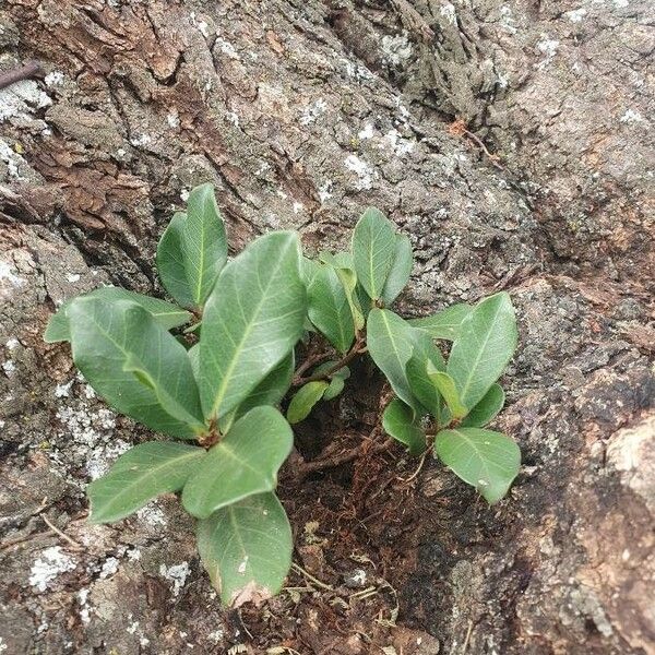 Ficus glumosa Ліст