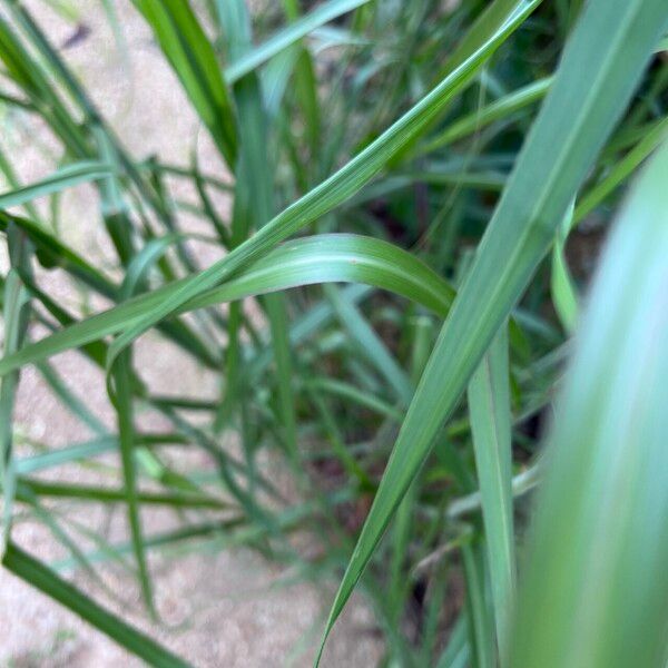 Bothriochloa bladhii Leaf