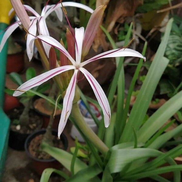 Crinum americanum Květ